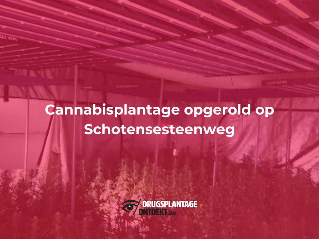 Deurne - Cannabisplantage opgerold op Schotensesteenweg